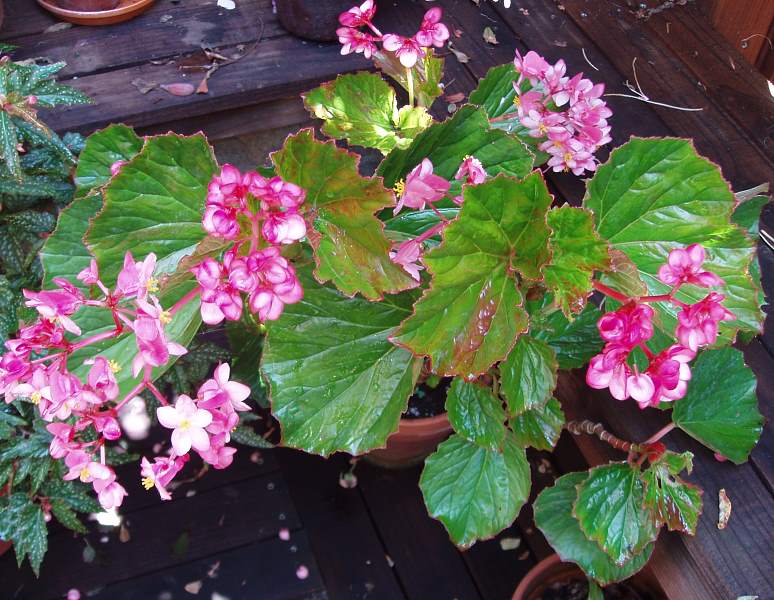 B. ‘Steven Brigham’